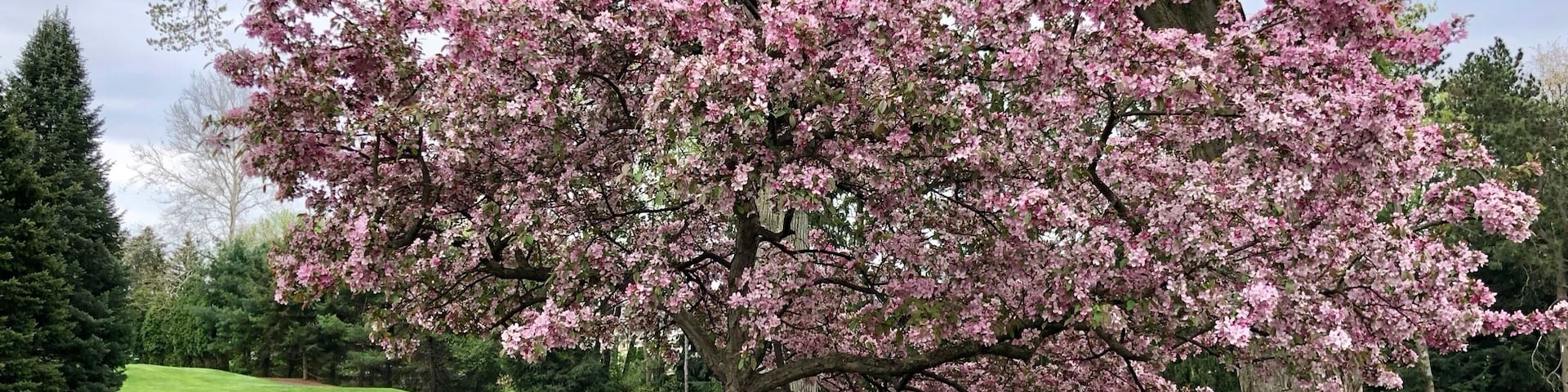 Dogwood in bloom - amazing tree that accents the greenery perfect