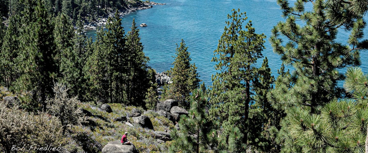A coastal landscape with dense pine forests, rocky terrain, and a clear blue sea.