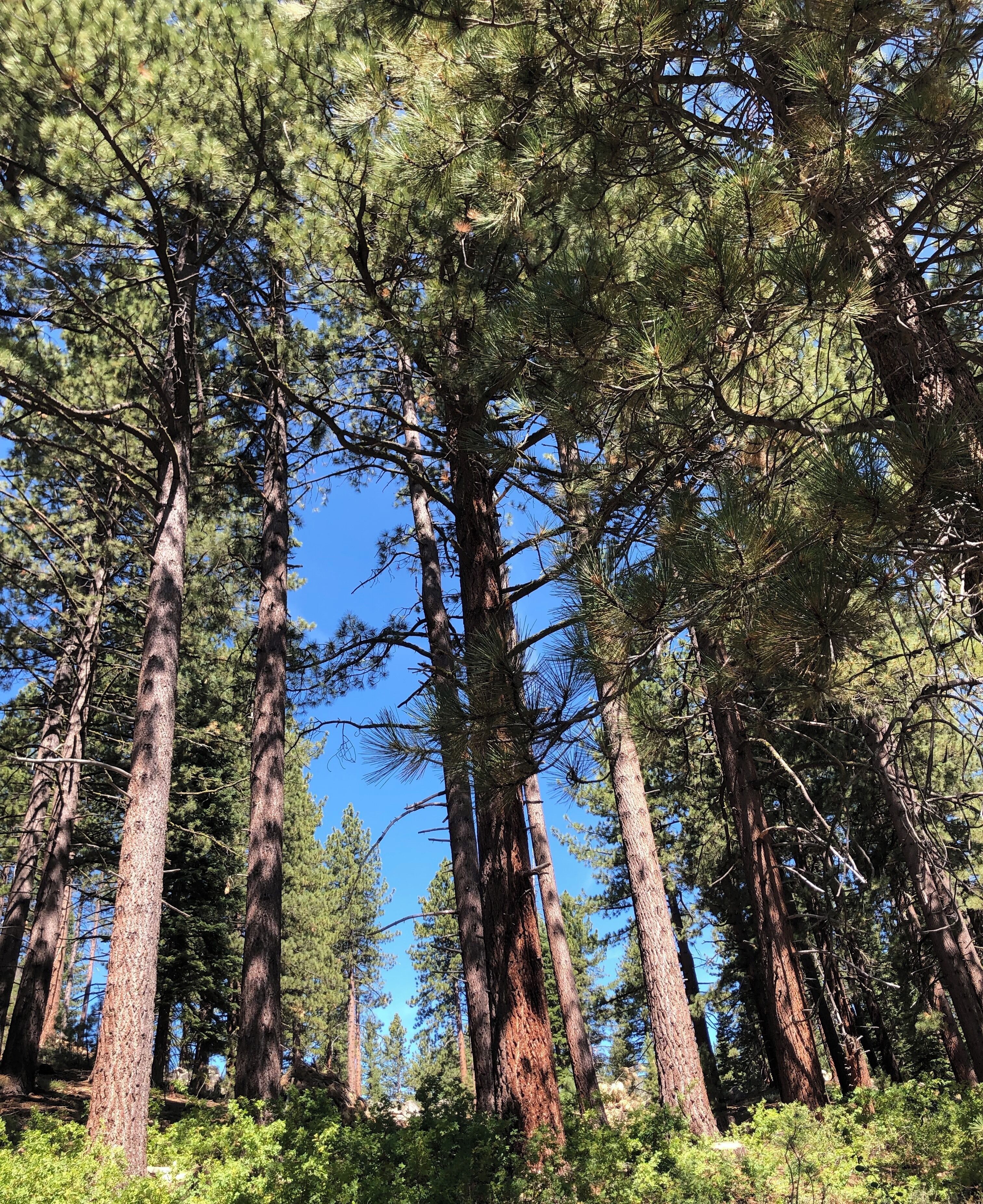 Beautiful 2.5 mile easy scenic “hike” 
Gorgeous area!