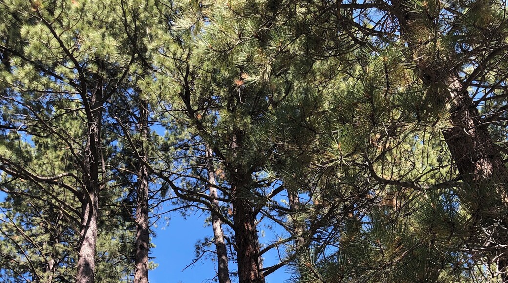 Beautiful 2.5 mile easy scenic “hike”
Gorgeous area!