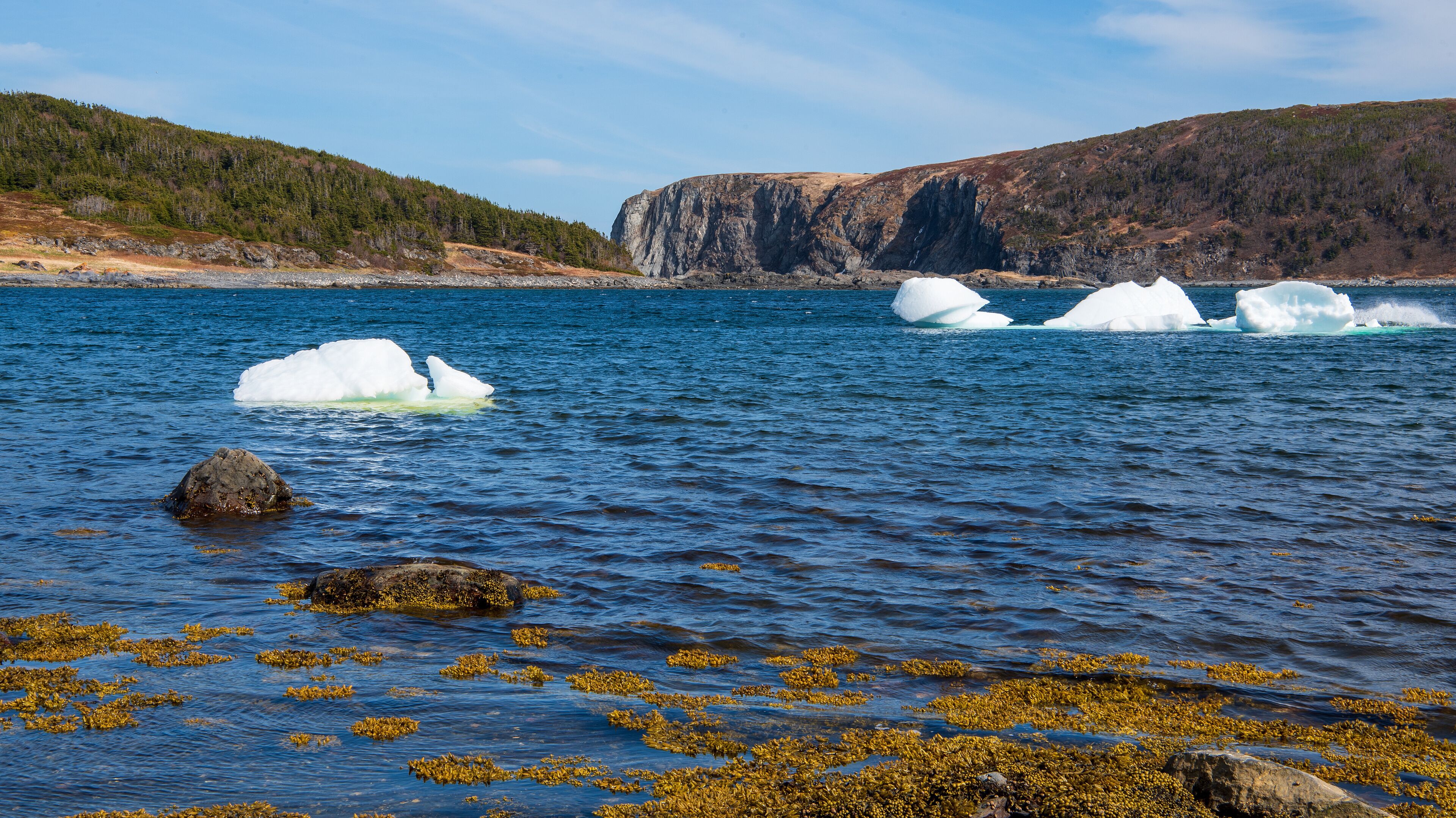 A coastal landscape with icebergs, rocky shore, and forested hills.