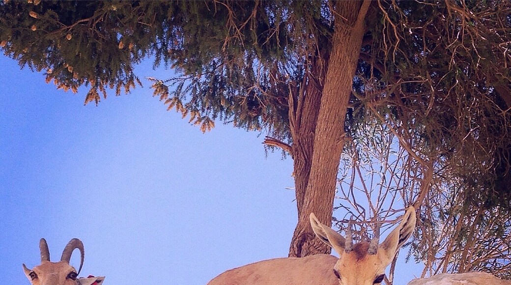 One site to see is the tomb of David Ben Gurion--the very first prime minister of Israel. You can visit his tomb and get a glimpse of the Negev desert landscape. You also may be lucky to see these peaceful herbivores, the ibex.