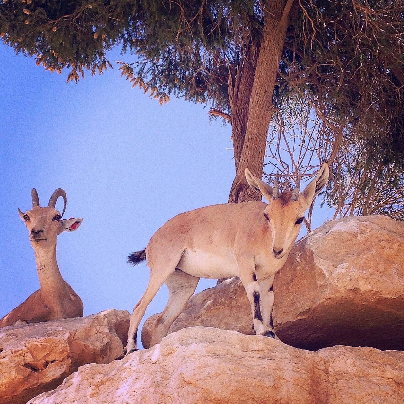 Two goats on rocky terrain with a clear blue sky and a tree in the background.