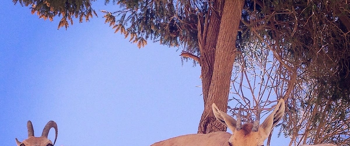 Two goats on rocky terrain with a clear blue sky and a tree in the background.