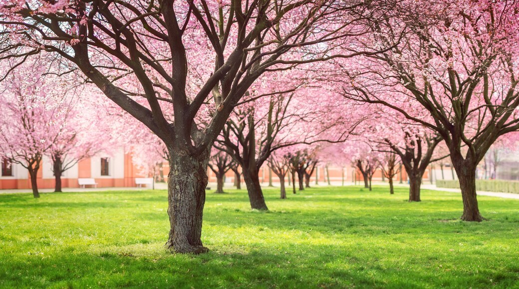 Sakura