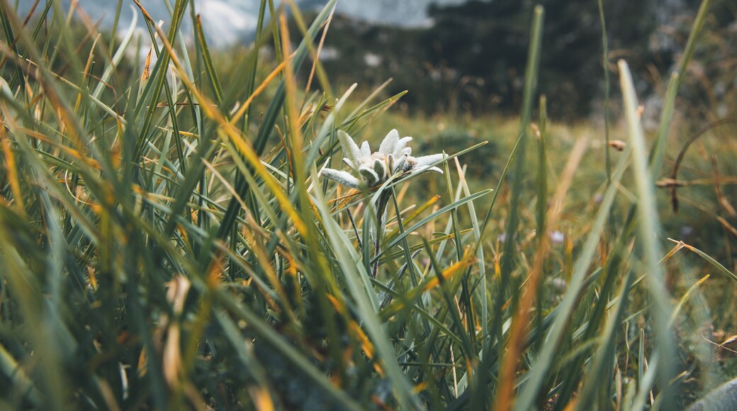 The most delicate flower in the mountains.... the Edelweiss, with its furry white petals, originated in the Himalayas and Siberia, looks so amazing. A quite rare flower and illegal to pick in the wild.I was looking for it on the hikes we did last week and on the moment i stopped searching, it was right on front of me 😊🍀 You also see Mt. Triglav in the background.
#triglav #nature #slovenia #outside #alps #mountains #edelweiss #localsecrets
Make sure you follow me on:
https://www.facebook.com/ShotByCanipel/
https://www.instagram.com/canipel/
