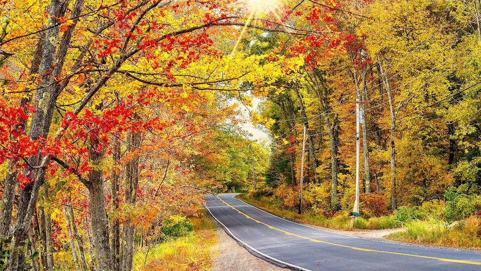 A winding road through a forest with autumn foliage.