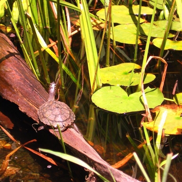 Wildlife park and Maine game warden museum.