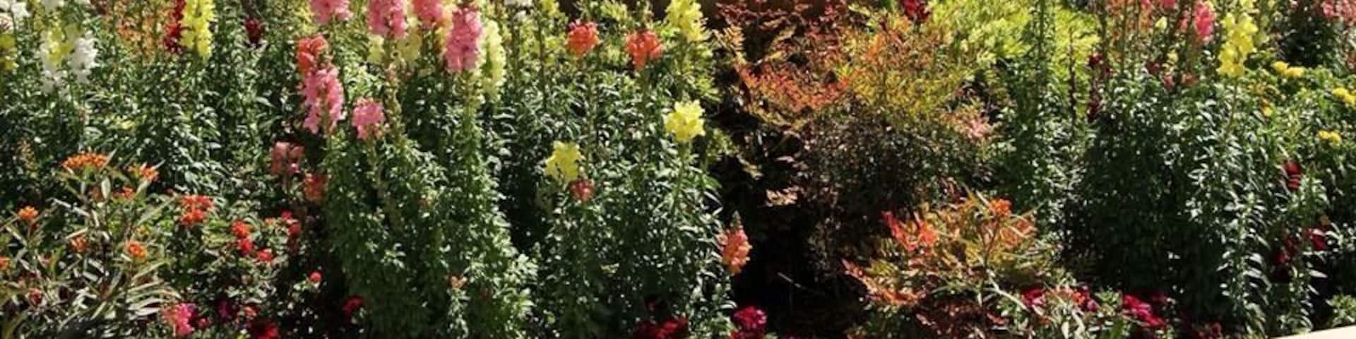 The Flower Fields in Carlsbad in full bloom..