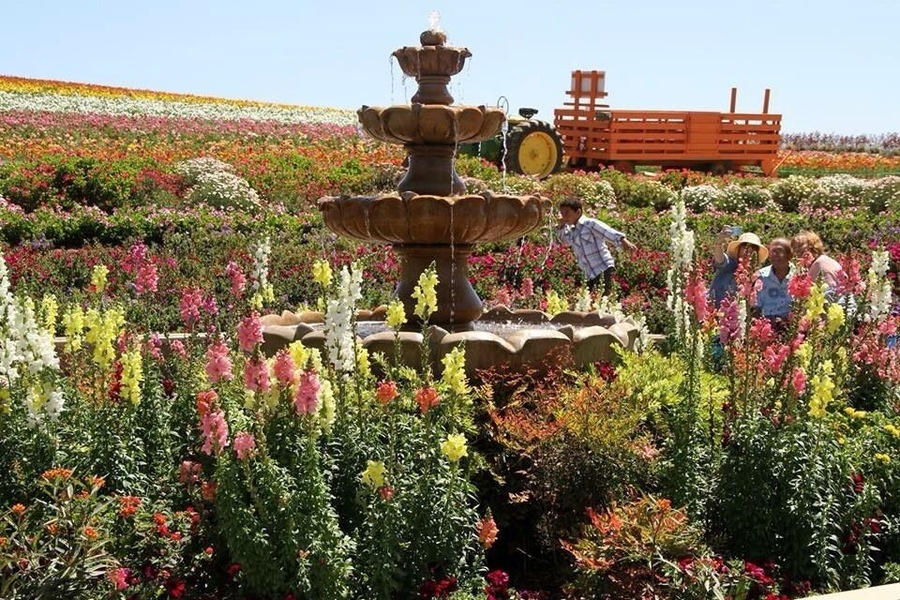 The Flower Fields in Carlsbad in full bloom..