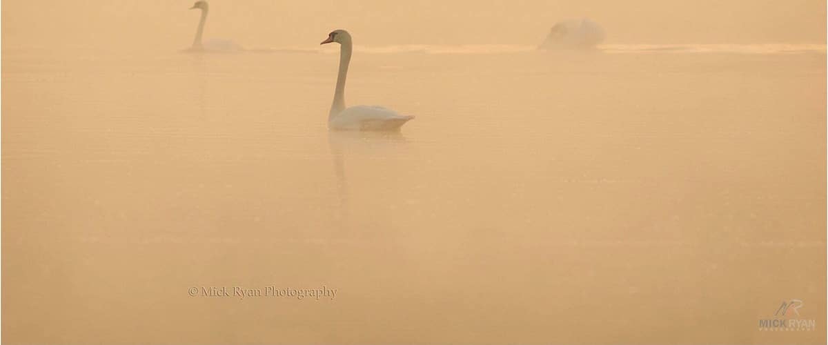 Dawn is a favourite time of mine especially in spring when the sun hits the water creating a mist. On this morning these 3 Mute Swans lined up beautifully for the perfect scene of tranquility. 
#wildlife #nature #swans #dawn #daybreak #birds