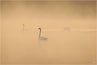 Dawn is a favourite time of mine especially in spring when the sun hits the water creating a mist. On this morning these 3 Mute Swans lined up beautifully for the perfect scene of tranquility.
#wildlife #nature #swans #dawn #daybreak #birds