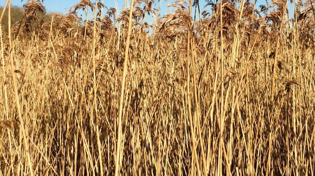 You don't have to be a bird expert to enjoy a peaceful afternoon here.