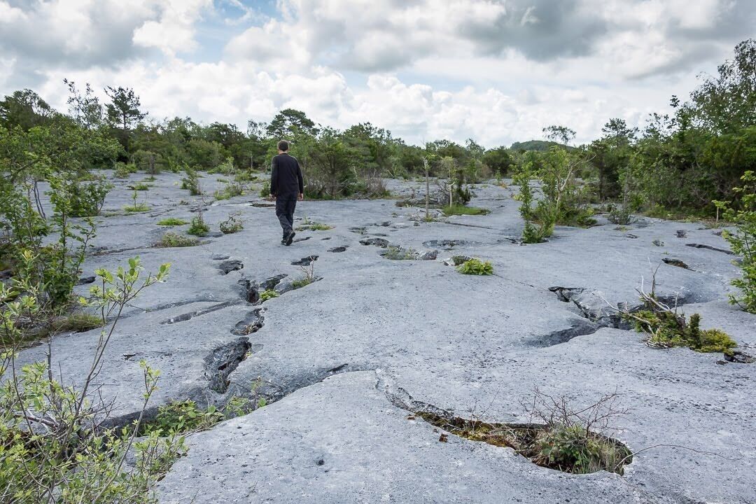 This is the amazing limestone pavement at Gait Barrows National Nature Reserve in Silverdale. You can find rare wild orchids here.
#nature