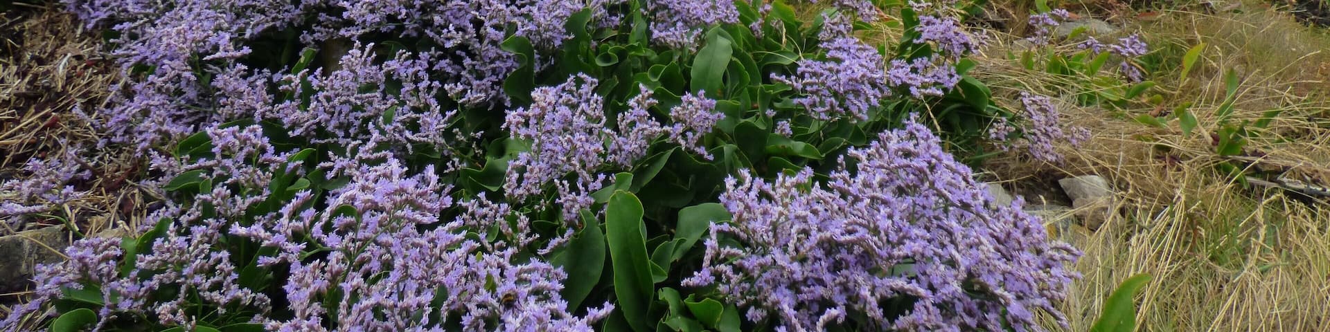 Hugo amongst the Sea Lavender that grows on the rocky shore in front of Heysham Power Station.