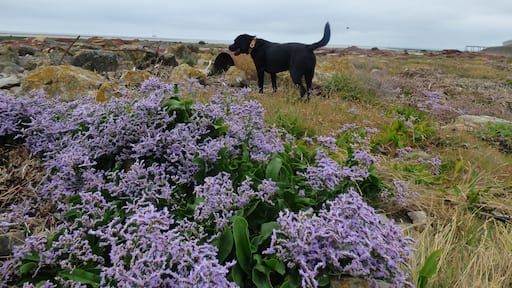 Hugo amongst the Sea Lavender that grows on the rocky shore in front of Heysham Power Station.