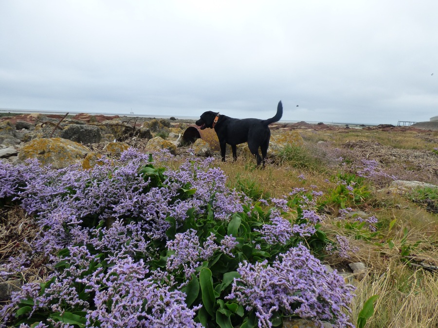 Hugo amongst the Sea Lavender that grows on the rocky shore in front of Heysham Power Station.