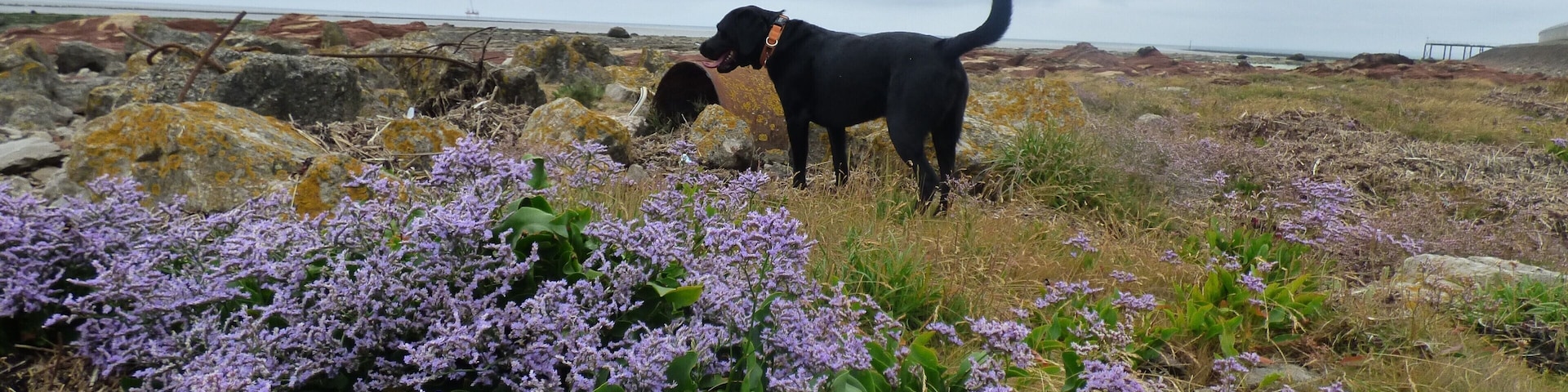 Hugo amongst the Sea Lavender that grows on the rocky shore in front of Heysham Power Station.