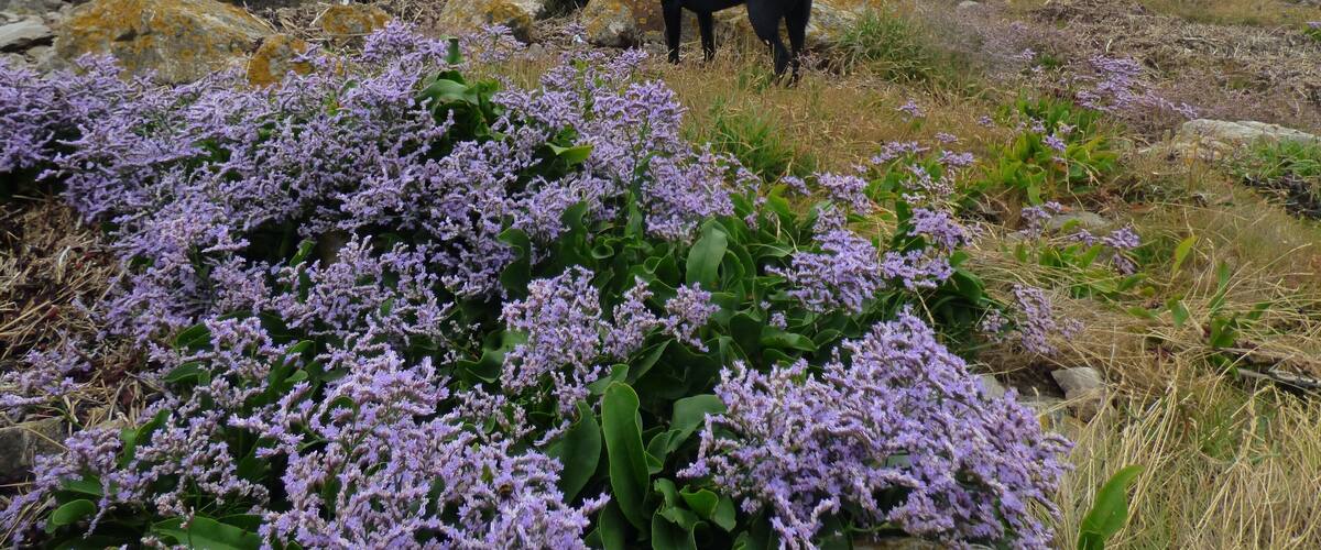 A black dog sniffing the ground near purple flowers and rocks by the sea.