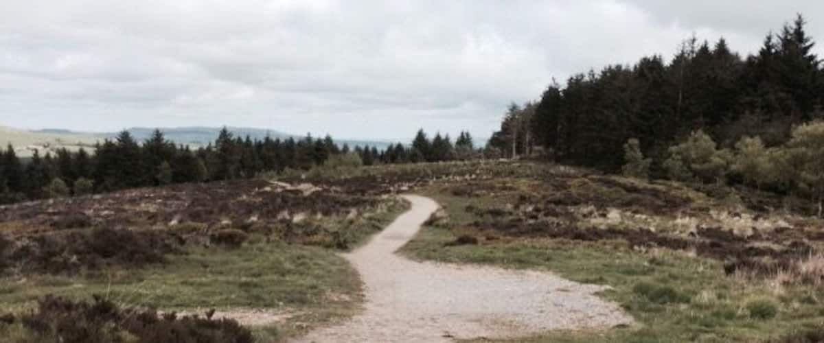A gravel path winding through a heather-covered landscape with dense coniferous trees in the background.