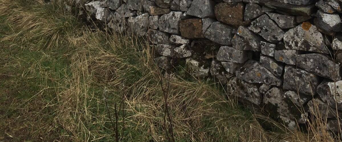A stone wall in a grassy field with a hill and trees in the background.