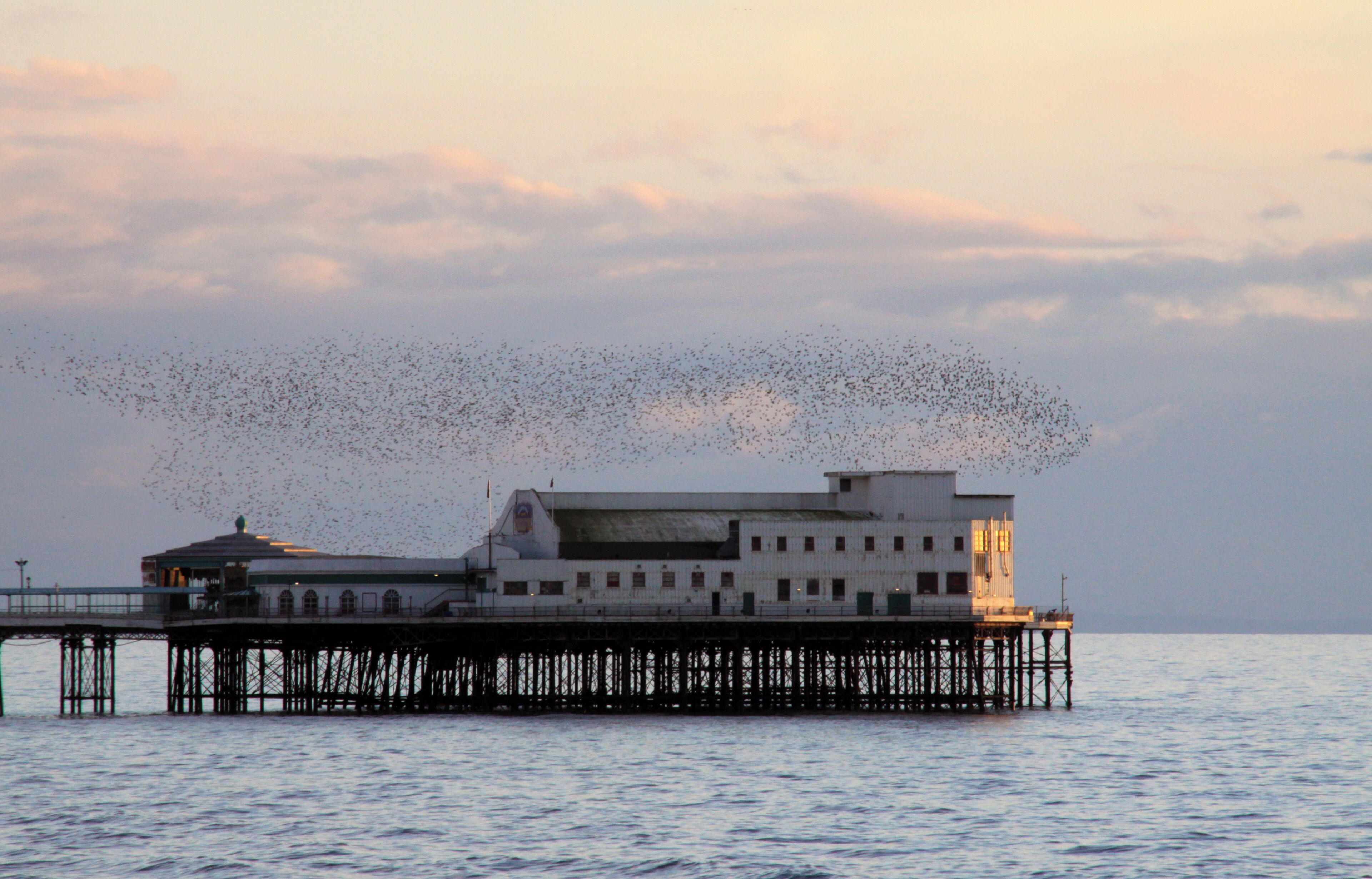 Just before sunset a flock of starlings flew in a large black cloud, constantly changing shape, around the end of the North Pier