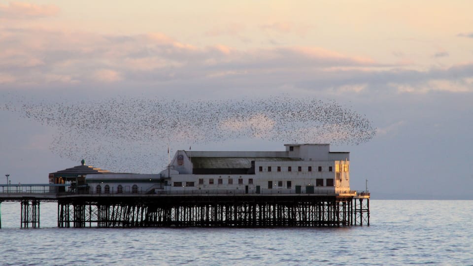 Just before sunset a flock of starlings flew in a large black cloud, constantly changing shape, around the end of the North Pier
