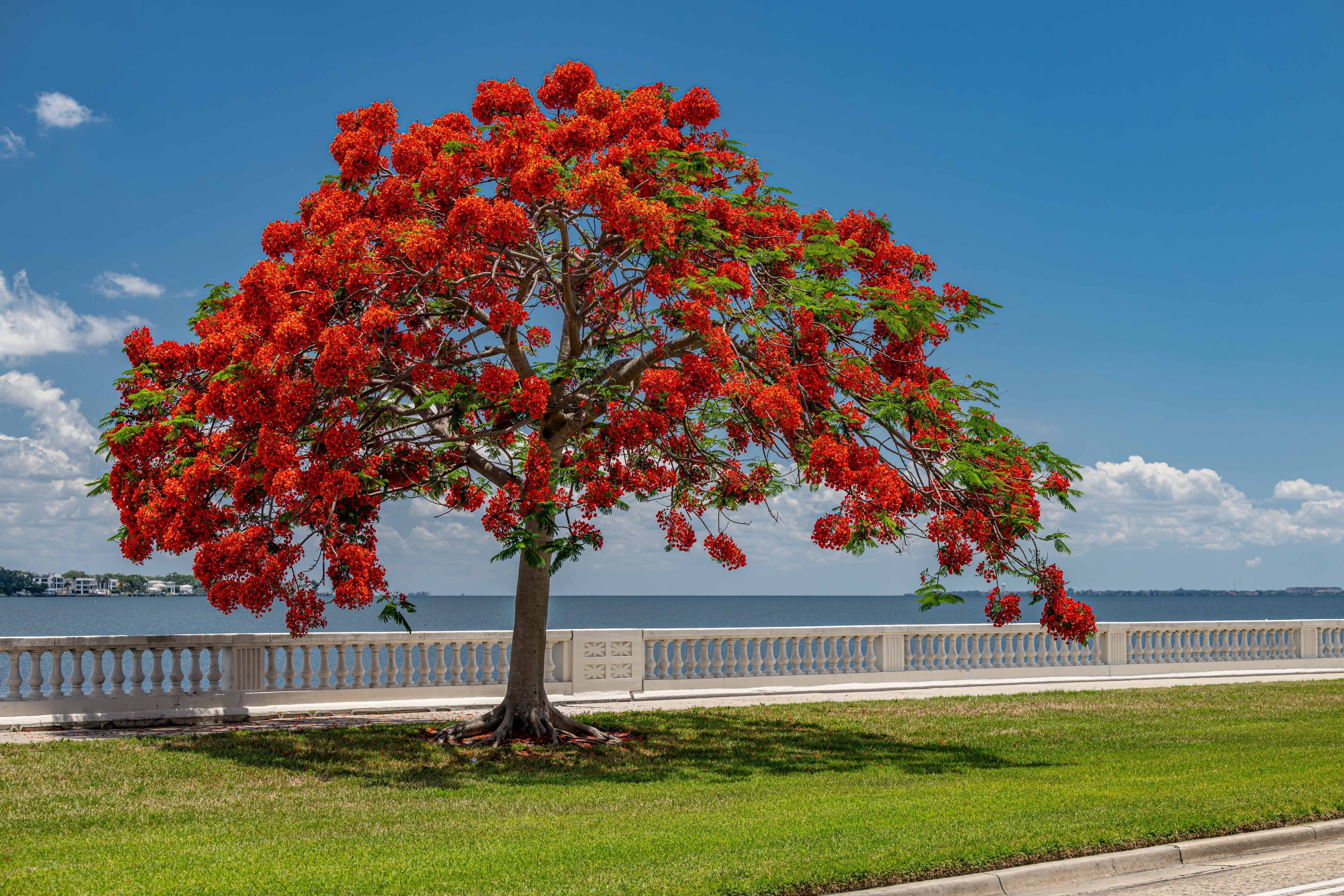 A tree with bright red flowers by a waterfront with a white fence and a clear blue sky.