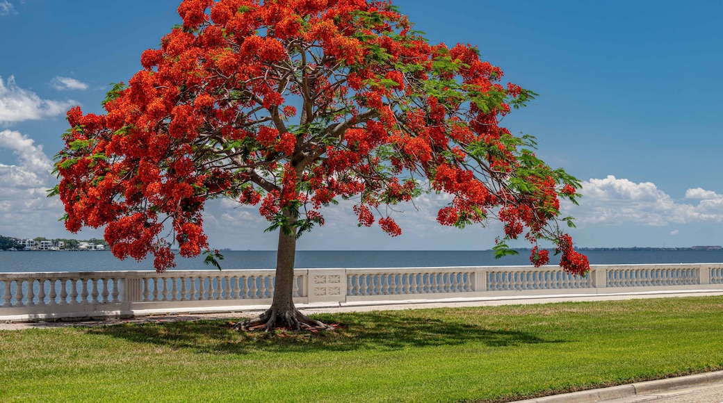 A tree with bright red flowers by a waterfront with a white fence and a clear blue sky.
