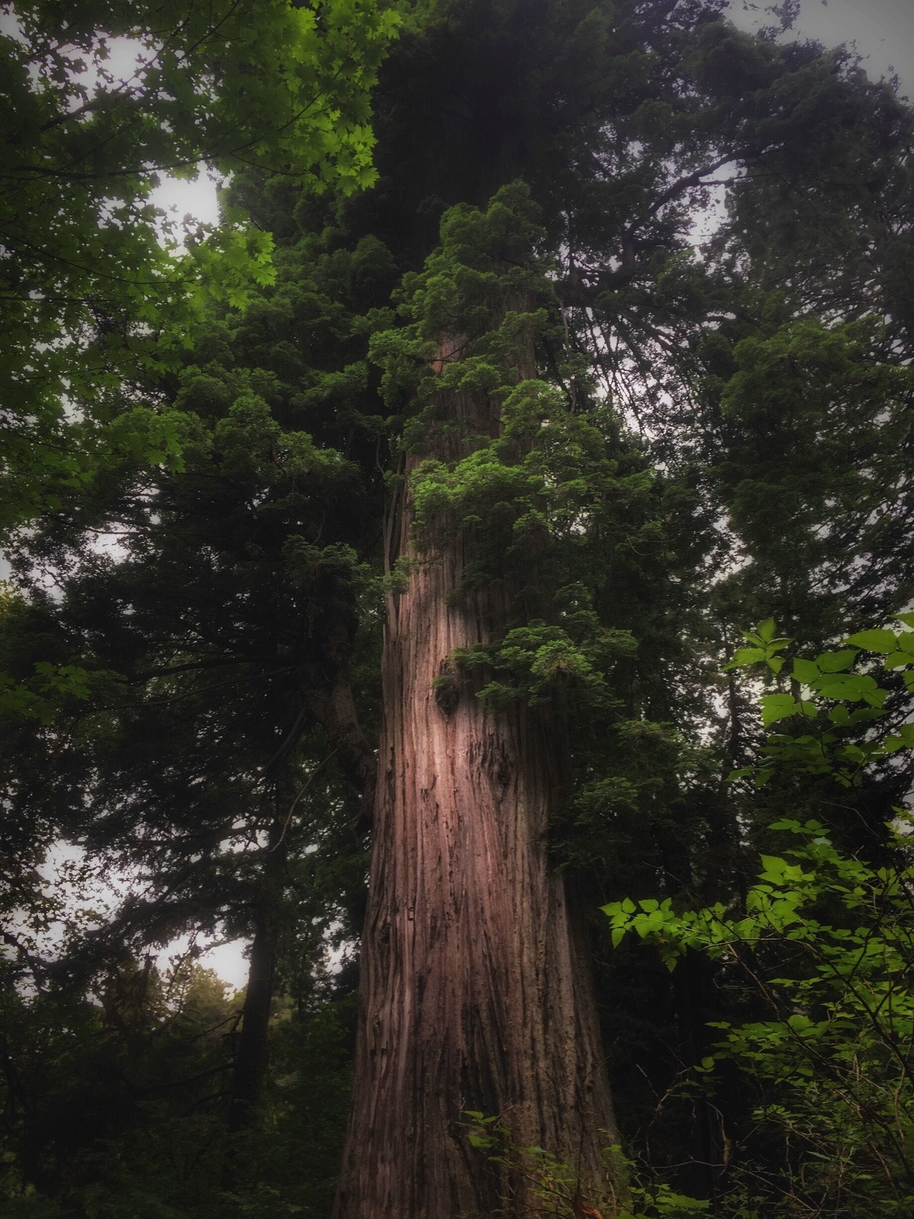 If you go to the redwood forests don’t miss the BIG TREE 🌲 