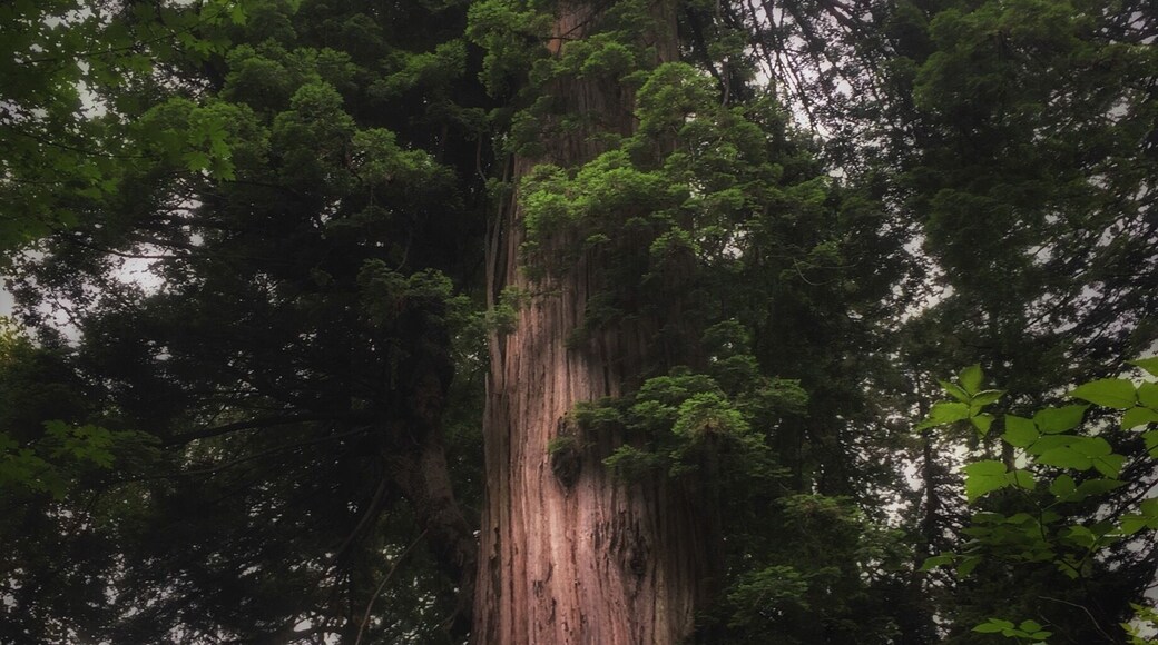 If you go to the redwood forests don’t miss the BIG TREE 🌲