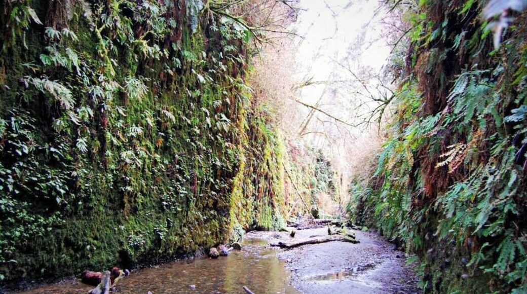 Fern Canyon trail.