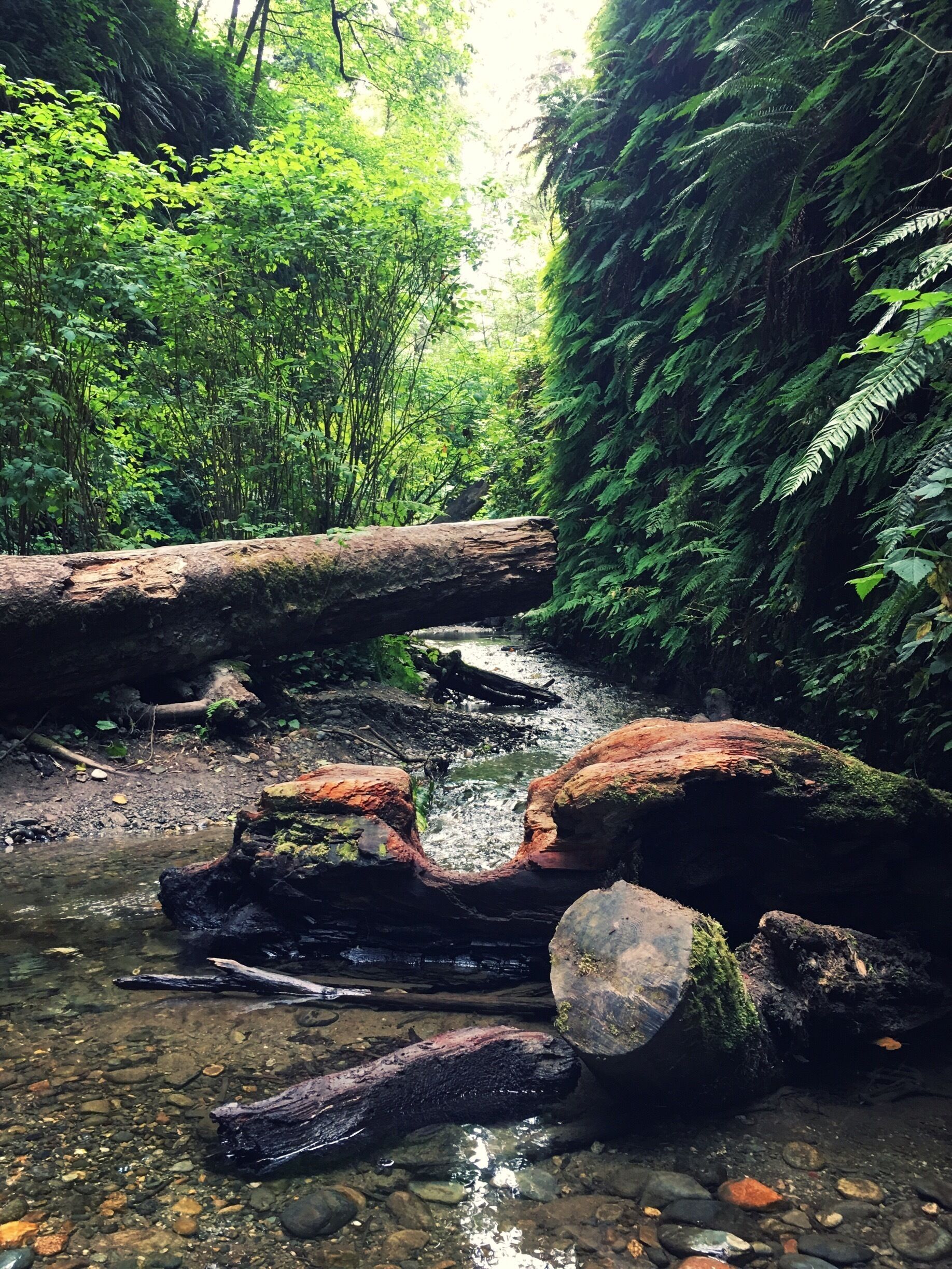 Fern Canyon is in Prairie Creek Redwoods State Park in Humboldt County, California. The trail through the canyon is a short, easy walk with several stream crossings. During peak season, boards are conveniently placed across the stream.

Ferns found here include California polypody, deer fern, licorice fern, and western sword fern. The fern most abundantly draping the walls of the canyon are western maidenhair ferns.