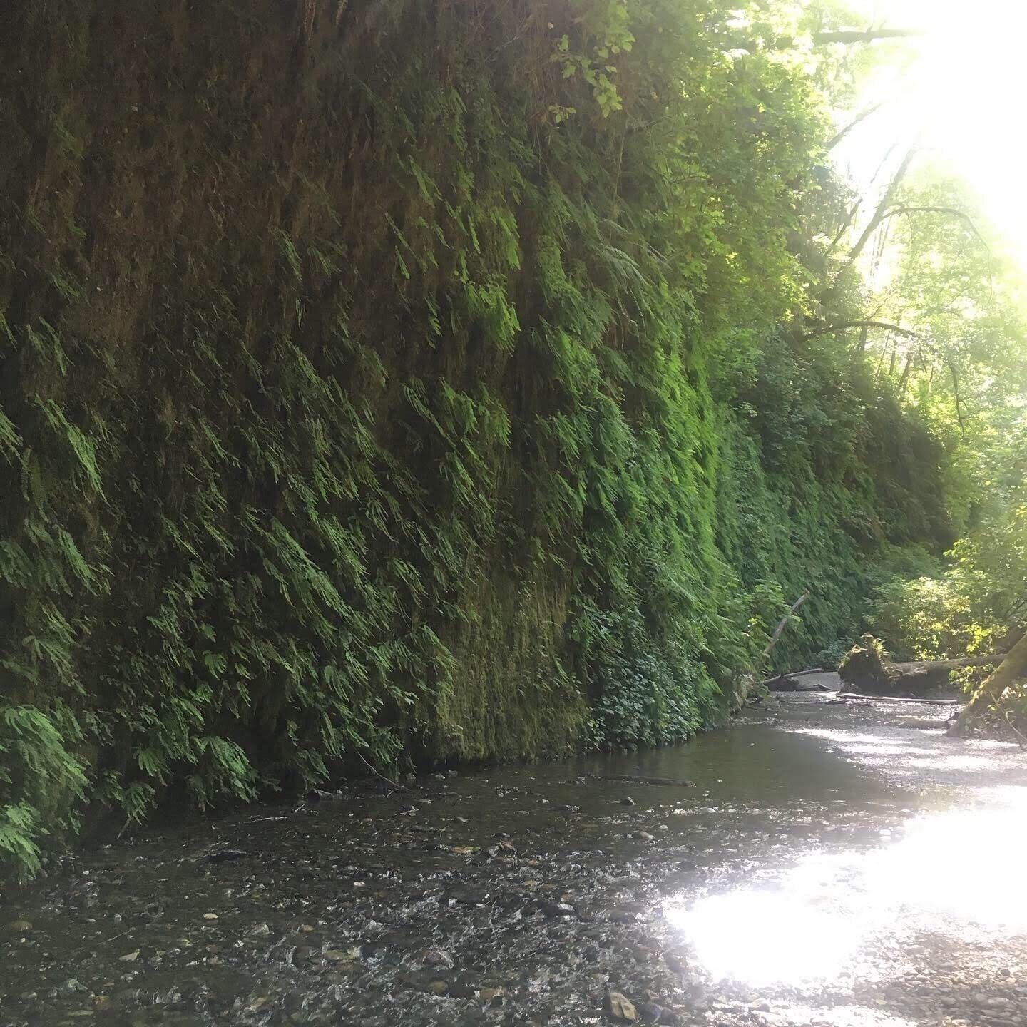 Staying at gold bluffs beach and exploring fern canyon (you know...the place where they filmed some of Jurassic Park)