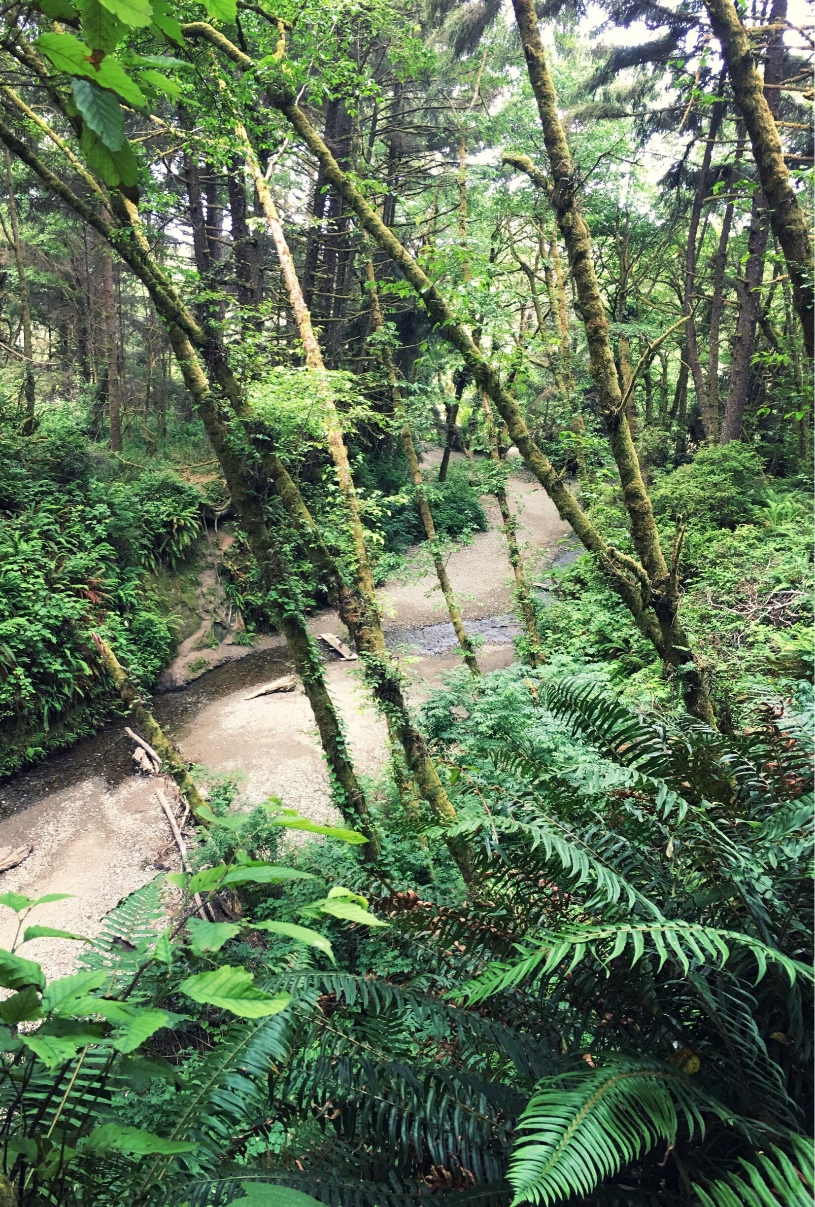 Fern Canyon is in Prairie Creek Redwoods State Park in Humboldt County, California.

The trail through the canyon is short and flat with planks conveniently placed across the stream during peak season. The trail loops up stairs to follow the canyon from above, as shown in the photo. Accessing the nearest parking lot requires your vehicle to cross a stream.
#nature

