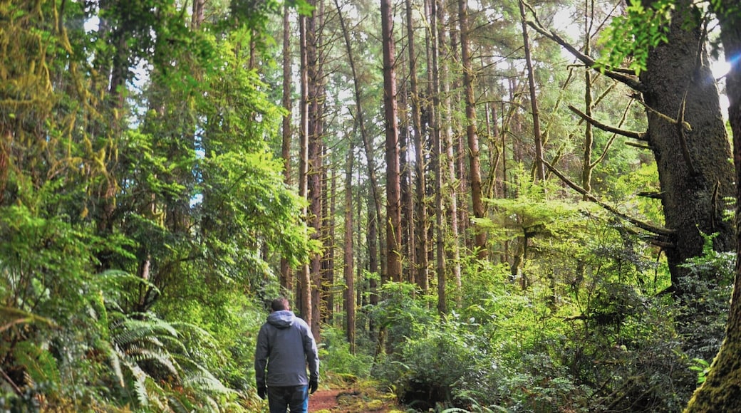 The sun finally decided to break through the clouds as we made our way through new growth forests in Redwood National Park. What a great way to start off 2015! #RedwoodNationalPark #California #NationalPark #TheGreatAmericanRoadTrip #travelerofworlds