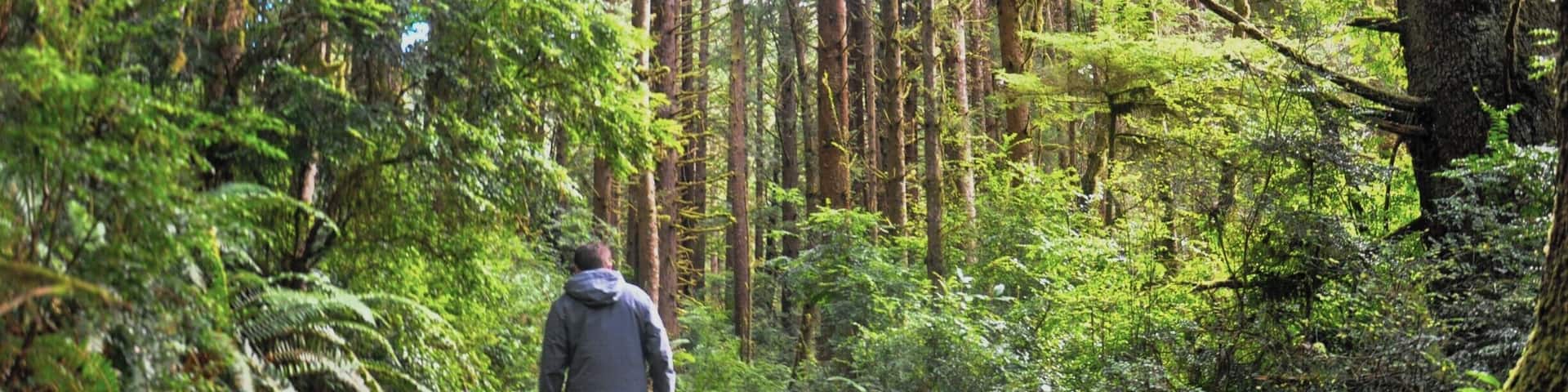 The sun finally decided to break through the clouds as we made our way through new growth forests in Redwood National Park. What a great way to start off 2015! #RedwoodNationalPark #California #NationalPark #TheGreatAmericanRoadTrip #travelerofworlds