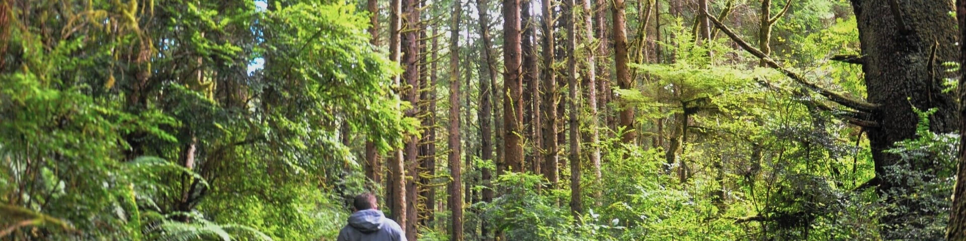 The sun finally decided to break through the clouds as we made our way through new growth forests in Redwood National Park. What a great way to start off 2015! #RedwoodNationalPark #California #NationalPark #TheGreatAmericanRoadTrip #travelerofworlds