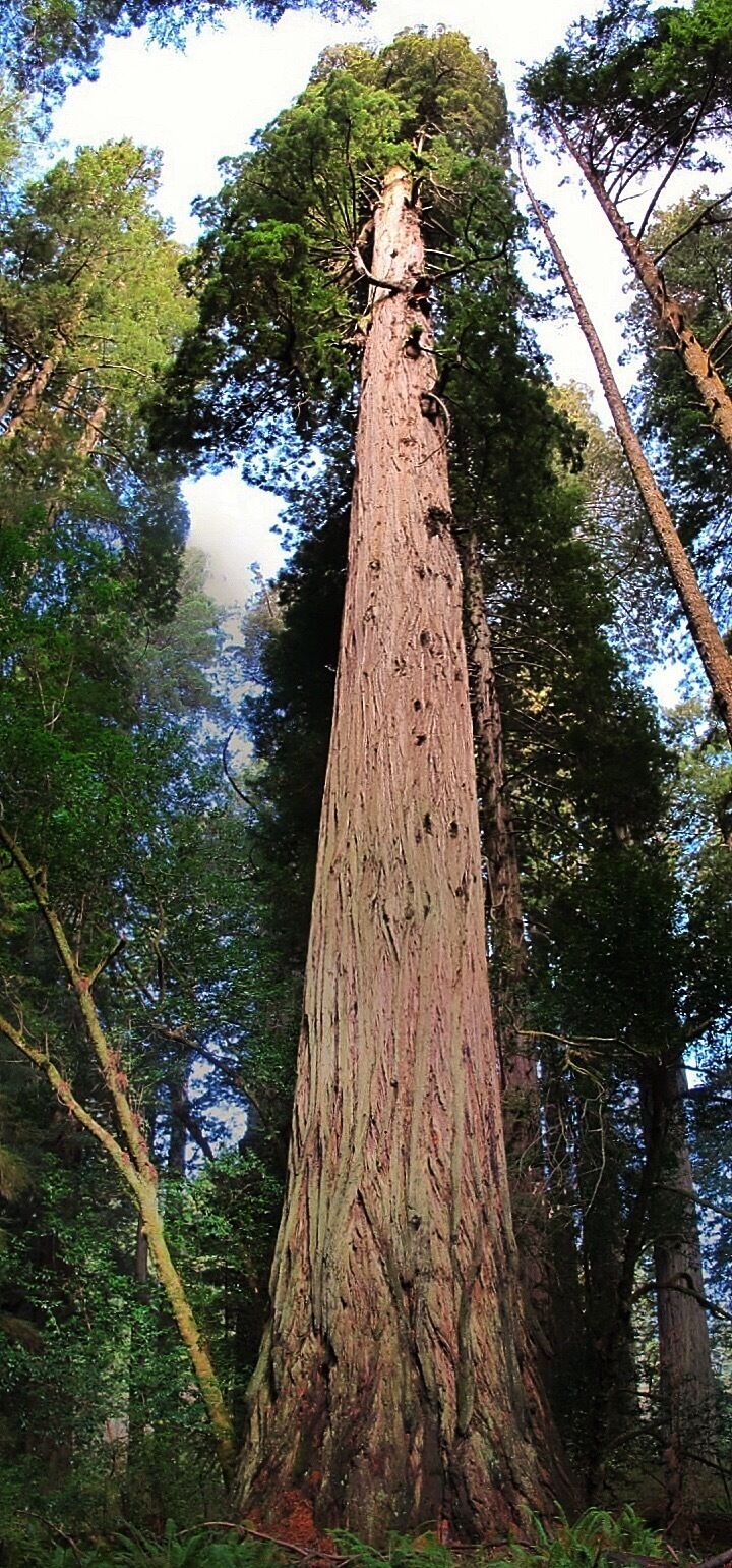 A tall, ancient tree with a thick trunk and a dense canopy of green leaves.
