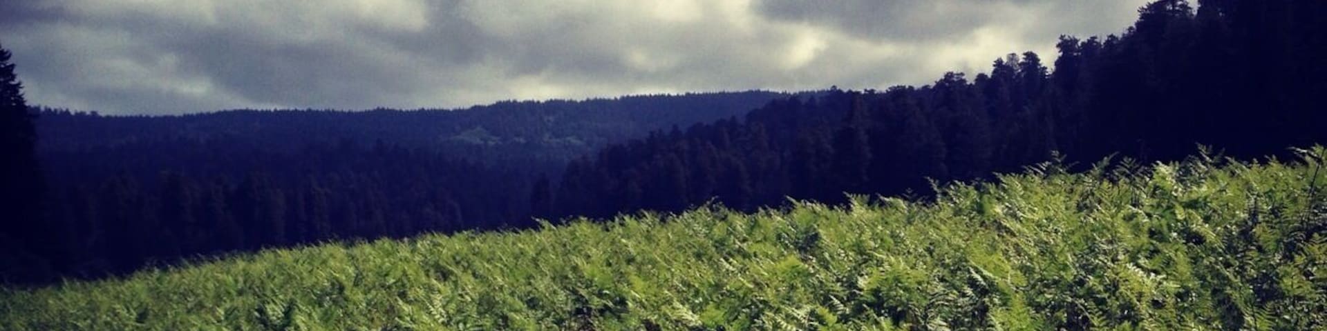 Fern Prairie, view from our campsite.
#biketour
#bellowwingstrangely