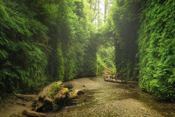 A relatively unknown location, Fern Canyon is exactly what it sounds like. Wall to wall ferns make this short hike feel truly prehistoric. #ADVENTURE