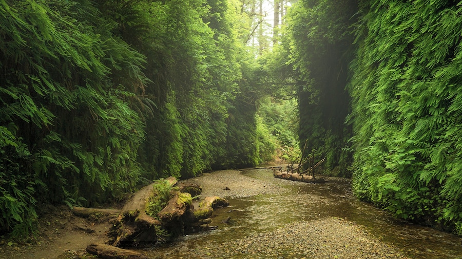 A relatively unknown location, Fern Canyon is exactly what it sounds like. Wall to wall ferns make this short hike feel truly prehistoric. #ADVENTURE