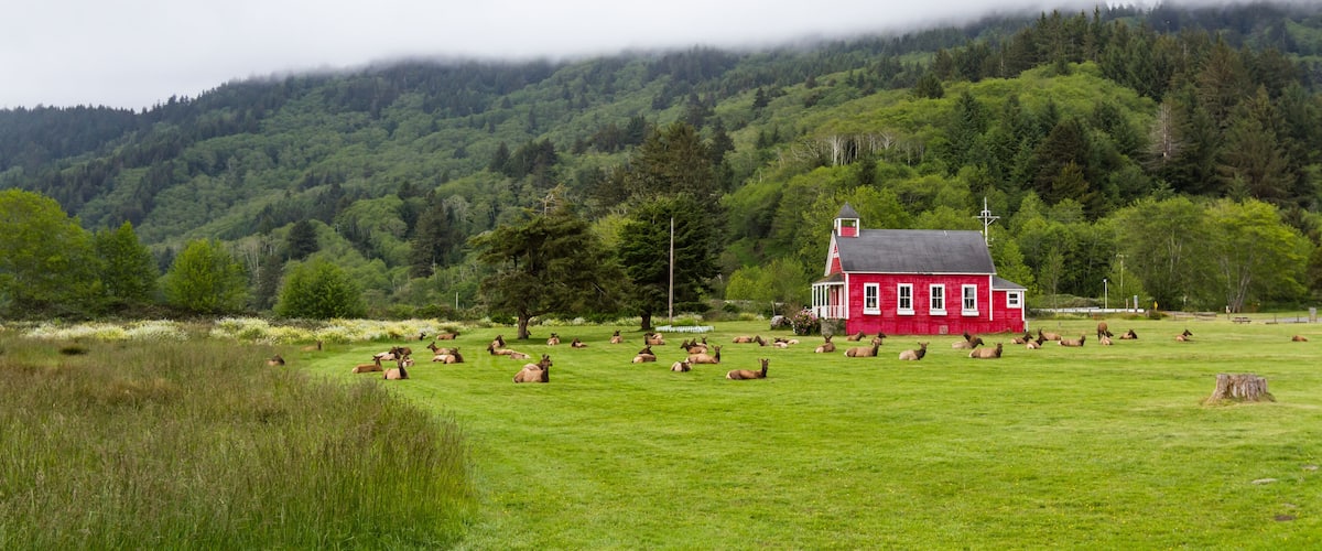 A red house surrounded by a field of cows.
