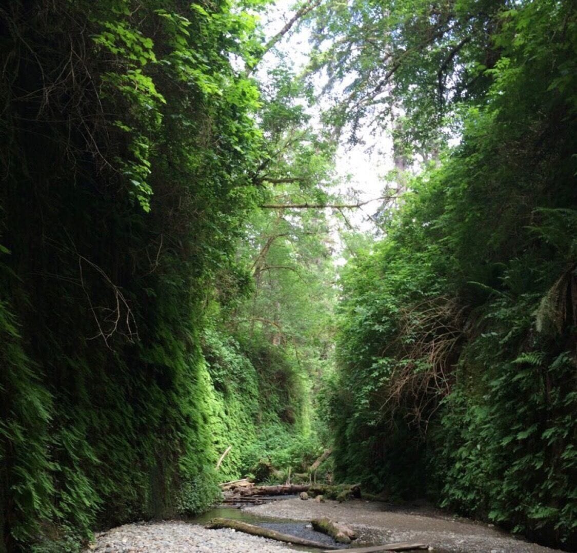 A narrow forest path with dense green foliage on both sides.