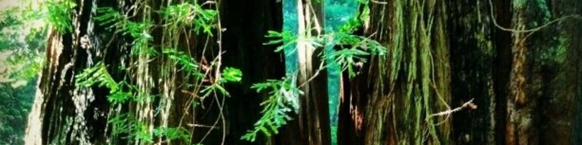 Do these trees seem big to you? They made me feel like Alice in Wonderland, and in a good way. A quiet walk (.5 mile loop trail) through the magnificent California Redwoods is good for the soul, especially those on the road with small children. These trees are 2000+ years old.