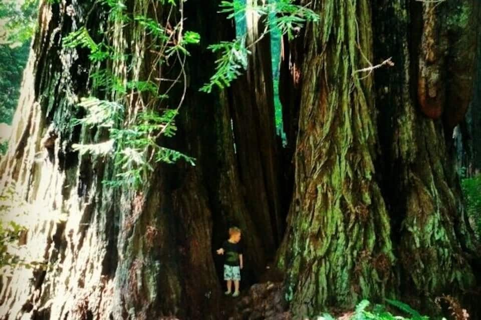 A large tree with a person standing at its base.