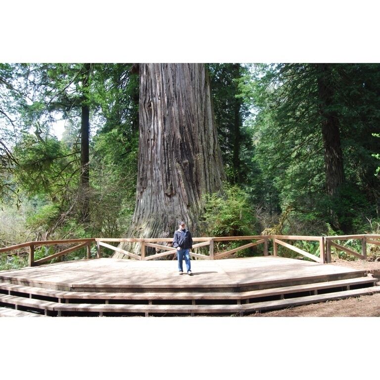 Beautiful giant redwoods!  Short easy hikes to enjoy the natural beauty!