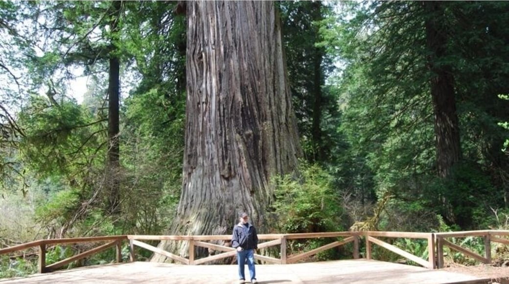 Beautiful giant redwoods! Short easy hikes to enjoy the natural beauty!