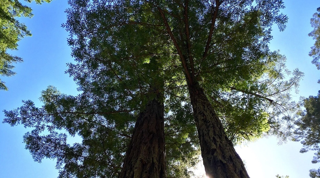 This place was a little weird. But we needed a break from the drive to smell the California redwoods.