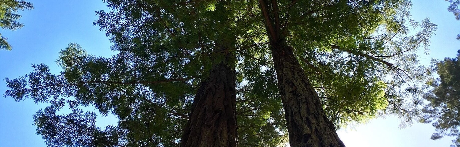 This place was a little weird. But we needed a break from the drive to smell the California redwoods.
